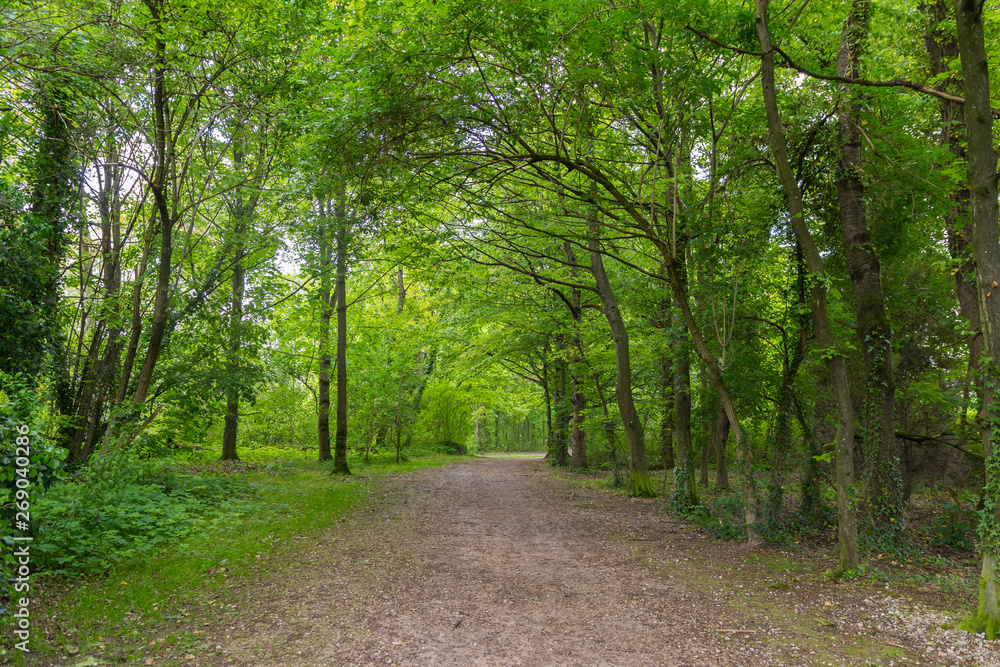 Fototapeta premium Steinweg im Wald