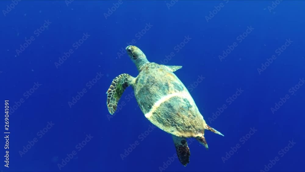 Hawksbill sea turtle in natural environment in Red sea near coral reef. Swims in the water, inhales the air and dives. Looks at the diver close up with no fair but with interest Hawksbill sea turtle in natural environment in Red sea near coral reef. Swims in the water, inhales the air and dives. Looks at the diver close up with no fair but with interest