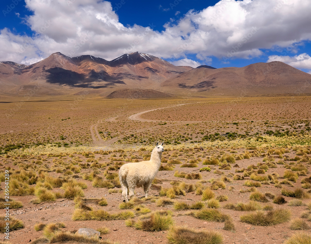 Lonely Llama stands in front of the ridge. Autumn desert landscape in the Bolivian Altiplano. Andes, South America
