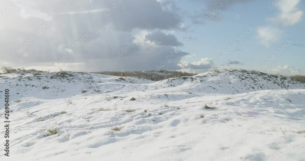 Snowy landscape, dunes, clouds and sun. Scottish Highlander walking on top of dune. Snowy landscape, dunes, clouds and sun. Scottish Highlander walking on top of dune.