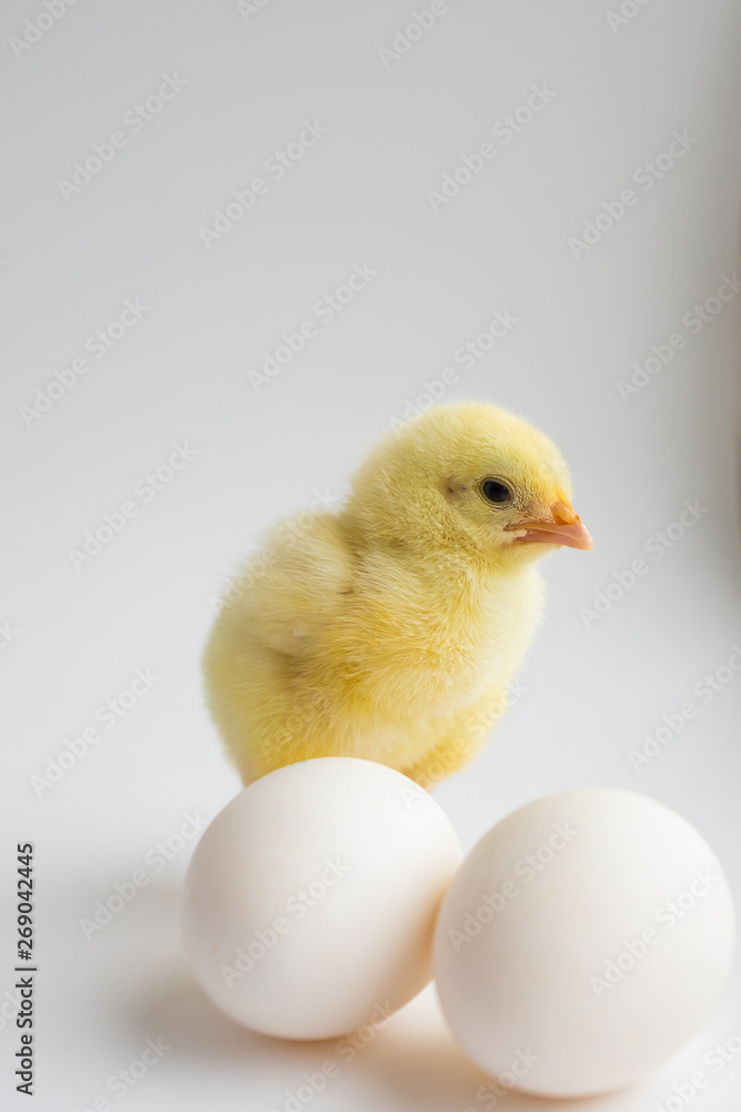 little chicken with two eggs on white background