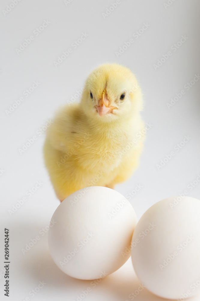 little chicken with two eggs on white background