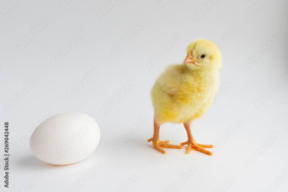 little chicken with two eggs on white background