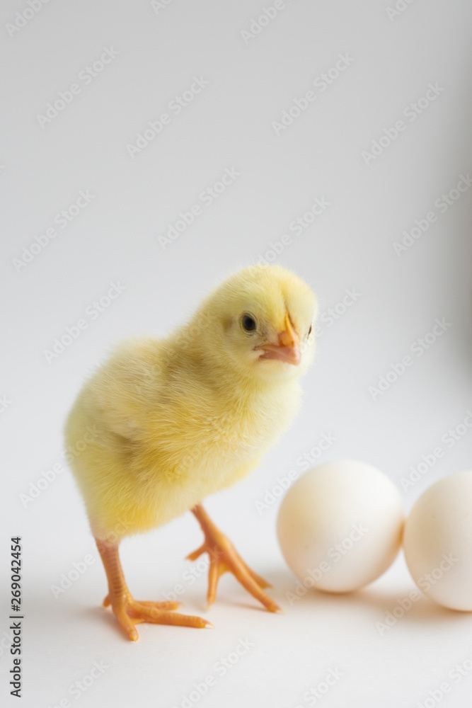 little chicken with two eggs on white background