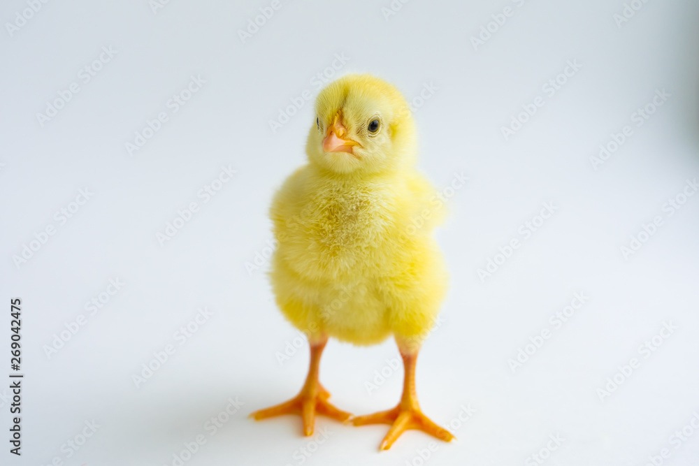 little chicken on white background little chicken on white background