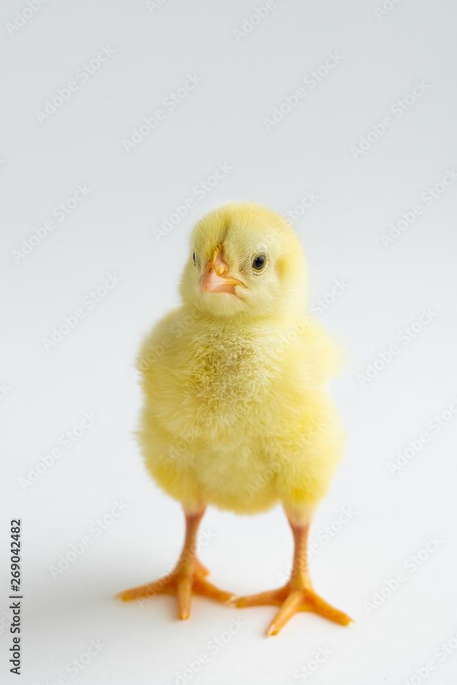 little chicken isolated on white background little chicken isolated on white background