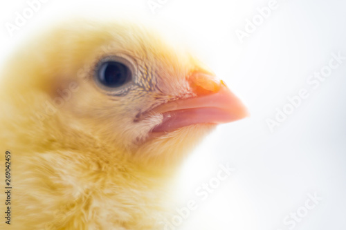 chicken on white background close-up