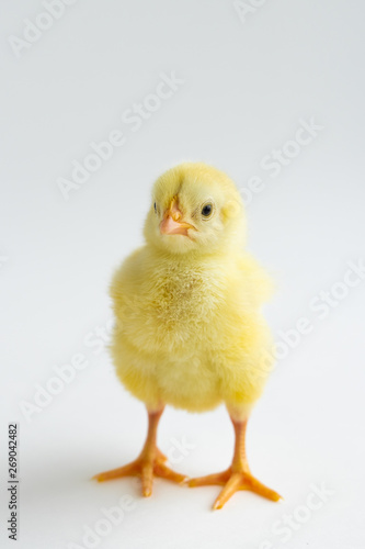little chicken isolated on white background
