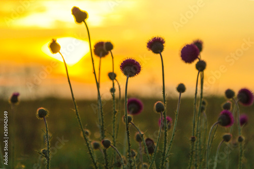Steppe, sunset, silhouettes of flowers in the foreground.