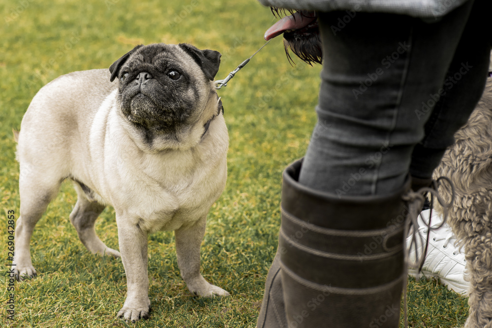 Happy dog, dog show