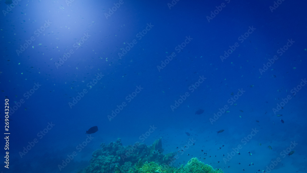 Beautiful underwater image of colorful tropical coral reef on the Red sea bottom