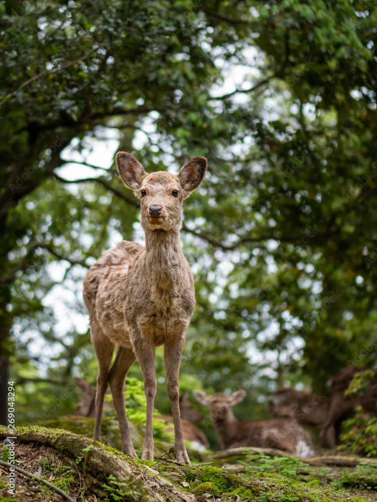 Sweet Little Deer Kid Fawn Looking to the Side with Sunshine in the forest with green background Sweet Little Deer Kid Fawn Looking to the Side with Sunshine in the forest with green background