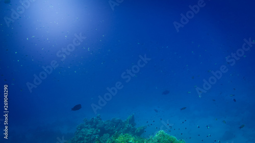 Beautiful underwater image of colorful tropical coral reef on the Red sea bottom