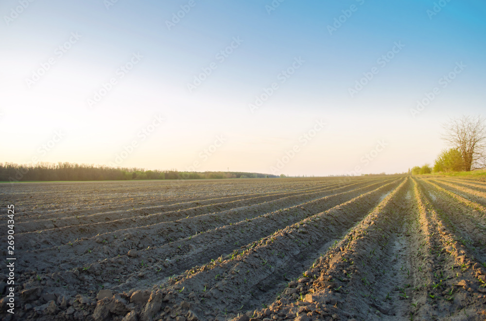 Plowed field after cultivation for planting agricultural crops. Landscape with agricultural land. Beds for plants. Agriculture, agroindustry. Farming. Selective focus