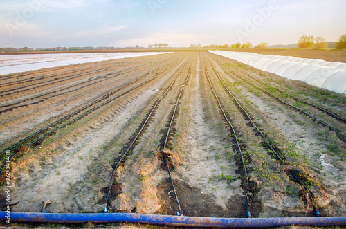 Drip irrigation on the field. Benefits : early harvest, water saving. Growing organic vegetables. Farming. Agriculture. Spring. Soft selective focus photo