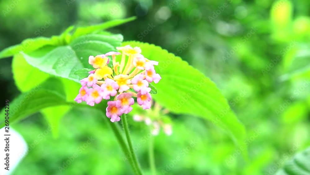 lantana camara pink yellow flower blooming in garden lantana camara pink yellow flower blooming in garden