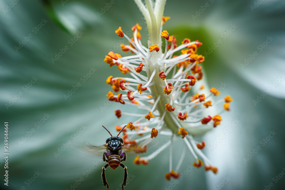 The insects are flying to the pollen naturally for living.Focus on pollen.This image macro. The insects are flying to the pollen naturally for living.Focus on pollen.This image macro.