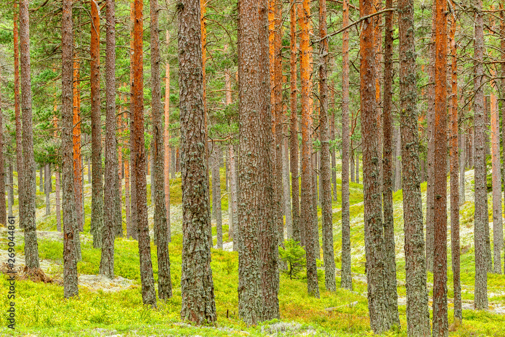 Fototapeta premium Pine woodland with tree trunks