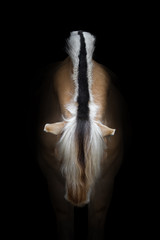Poster Zwart Manen van Noorse fjordenpony  © Svetlana