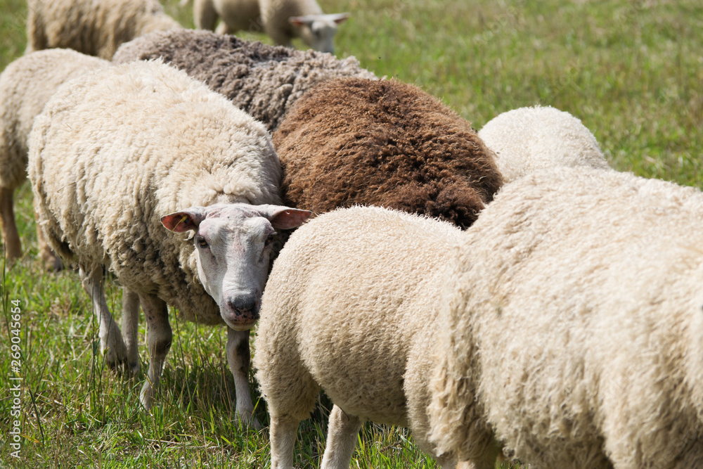 Sheep herd in summer pastureland, closeup. Sheep herd in summer pastureland, closeup.