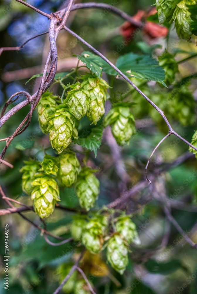 Ripe hops, close-up shot. Agricultural plant, the main component in the production of beer Ripe hops, close-up shot. Agricultural plant, the main component in the production of beer