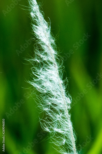 Green and white silhouette closeup of a cogongrass seedhead in Orlando, Florida, USA; with an abstract textured background