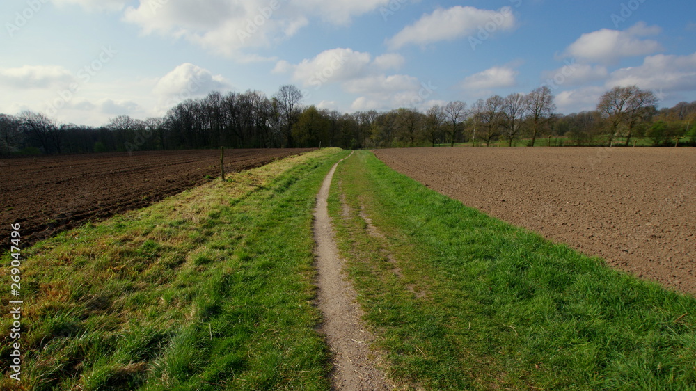 Rural road in the field