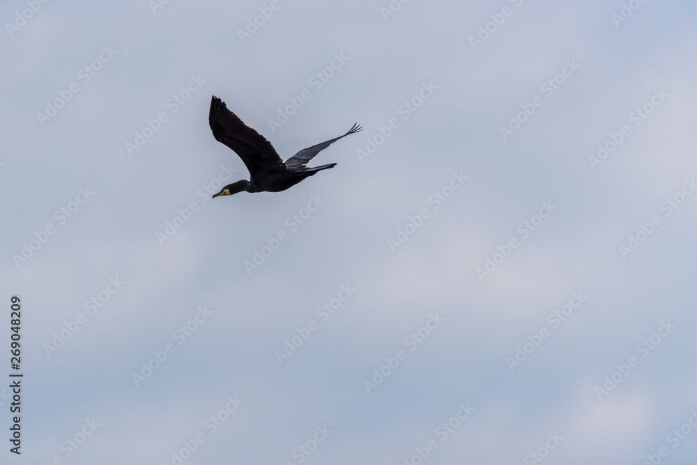 Black Cormorant Flying in a Partly Cloudy Sunny Sky Black Cormorant Flying in a Partly Cloudy Sunny Sky