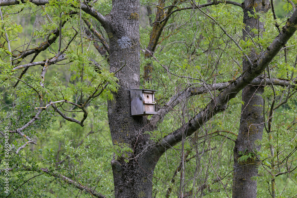 Old wooden birdhouse high on a tree Old wooden birdhouse high on a tree