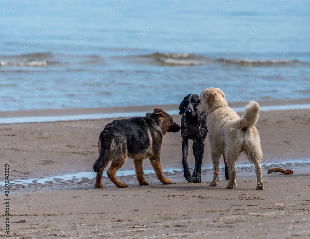Purebred Dogs Meeting on a Beach on the Baltic Sea in Latvia