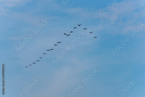 Black Cormorants Flying in Formation on a Partly Cloudy Sunny Sky