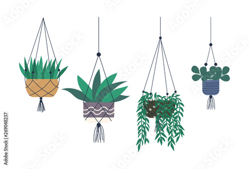 House plants placed in hanging pots vector, isolated set of houseplants with foliage. Flora flat style, floral decoration, potted botany natural herb