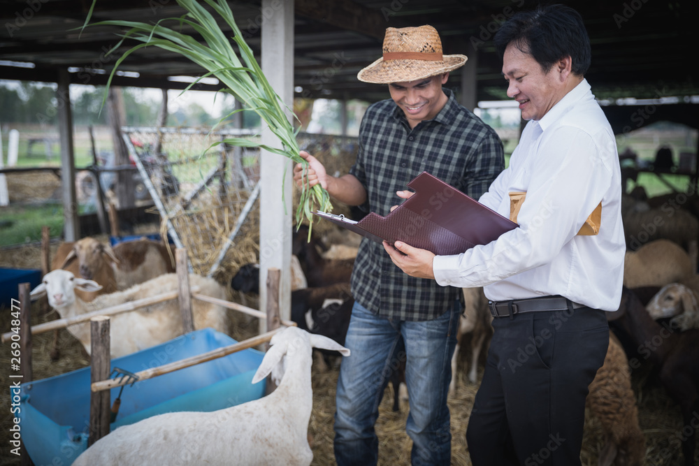Veterinarians advise farmers to raise sheep and goats; Caring and supporting farmers and providing funding for farm Veterinarians advise farmers to raise sheep and goats; Caring and supporting farmers and providing funding for farm