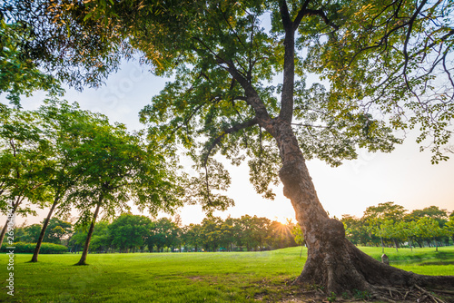 Green city park with tree sunset light