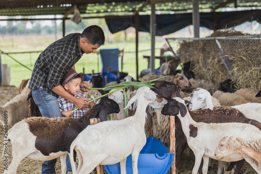 custom made wallpaper toronto digitalfather and son in sheep farm; Farmers take care and feed the animals on the farm.sheep and goat in countryside farm