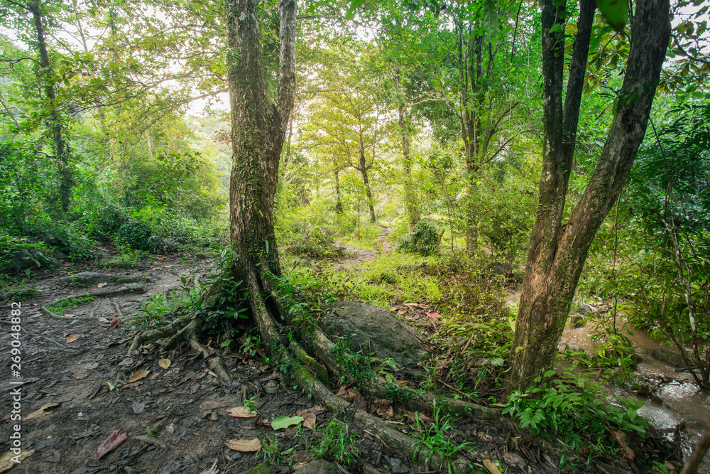 Forest green Forest green