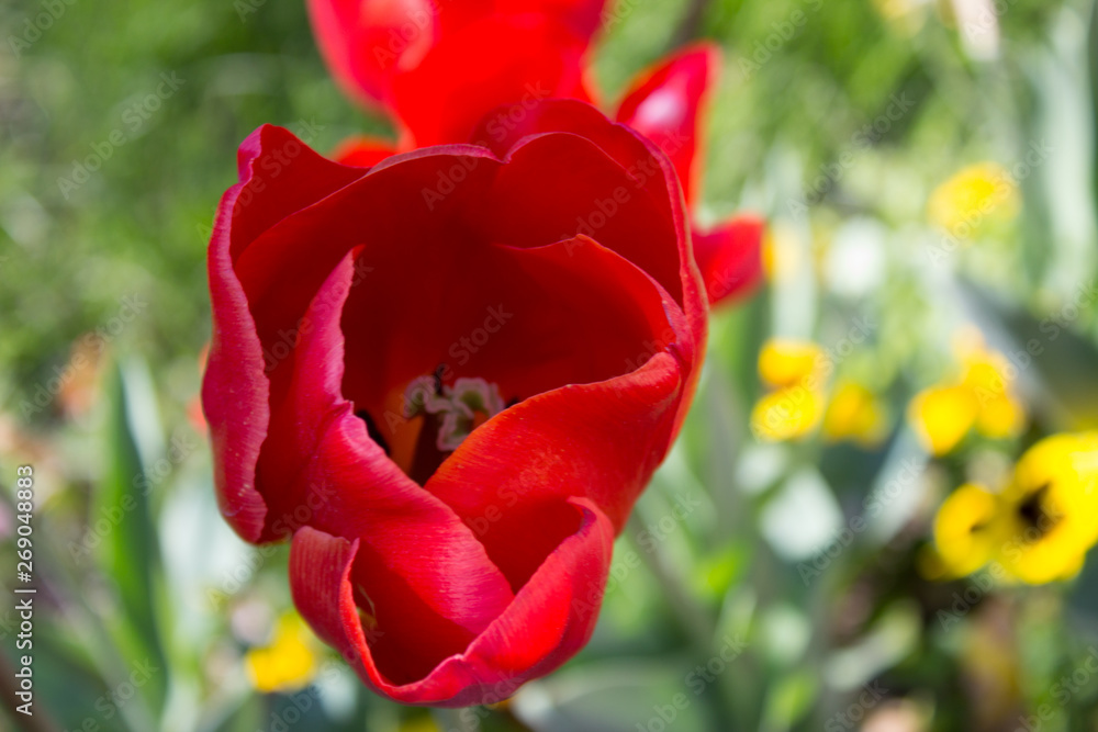 The blossoming red tulip close up The blossoming red tulip close up