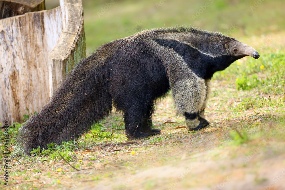 The giant anteater (Myrmecophaga tridactyla), also known as the ant ...