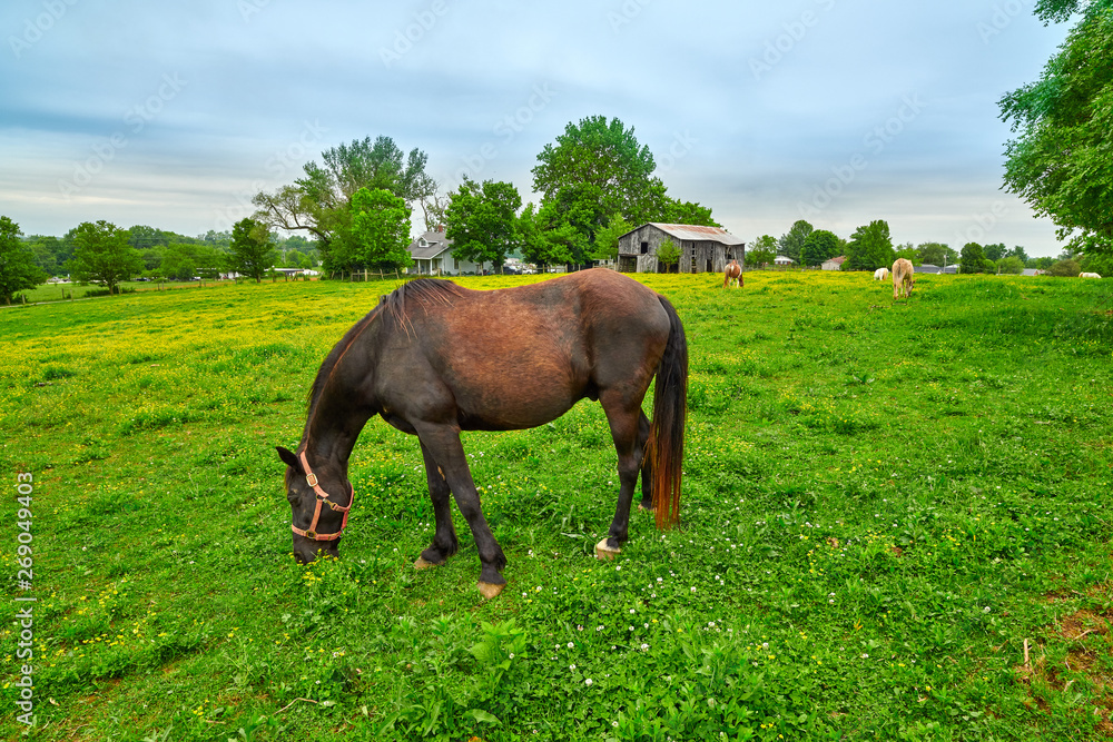 Horse Grazing on Spring Grass