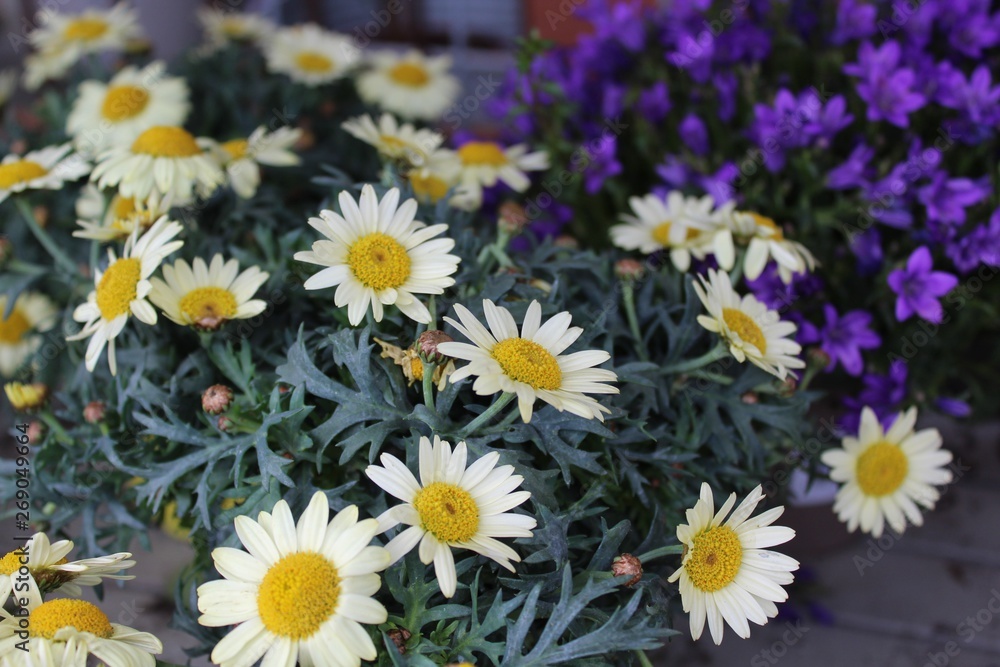 Obraz premium Margeriten und Glockenblumen