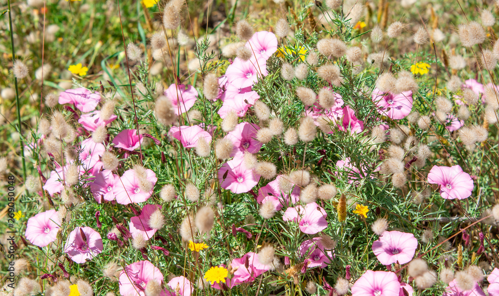 Naklejka premium Pink flowers blossom 