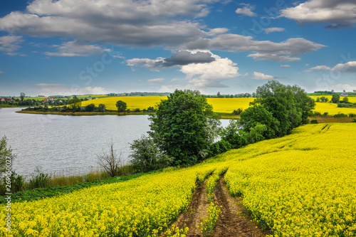 Fototapeta Naklejka Na Ścianę i Meble -  kwitnienie rzepaku w województwie Warmińsko-Mazurskim