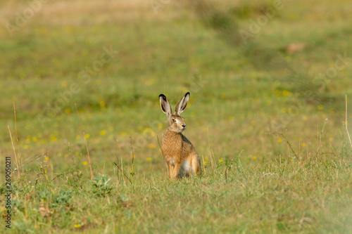 Ein junger Feldhase sitzt aufmerksam lauschend mitten auf einem offenen Feld
