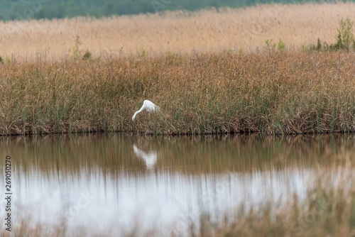 Great White Egret In the Wetlands of a National Park in Latvia © JonShore