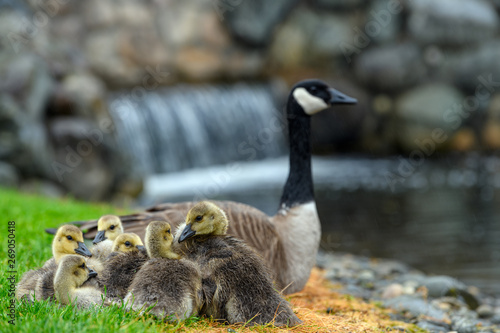 An adult Canada goose mama (Branta canadensis) taking care of her goslings in a city park in British Columbia, Canada © Ferenc