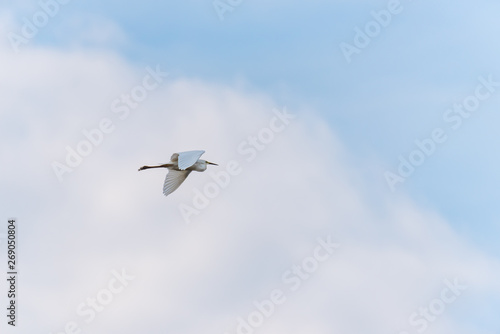 Great White Egret Flying in a Partly Cloudy Sky over a National Park in Latvia