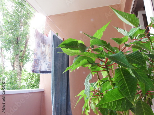 plant in a pot
