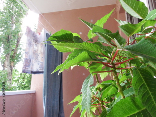 green plant in a pot