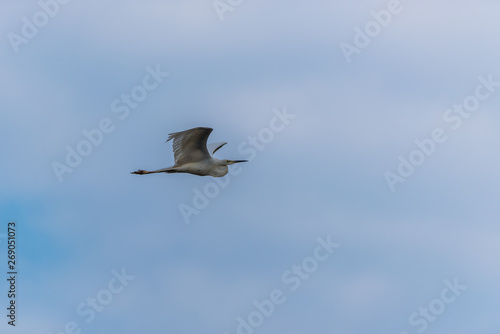 Great White Egret Flying in a Partly Cloudy Sky over a National Park in Latvia