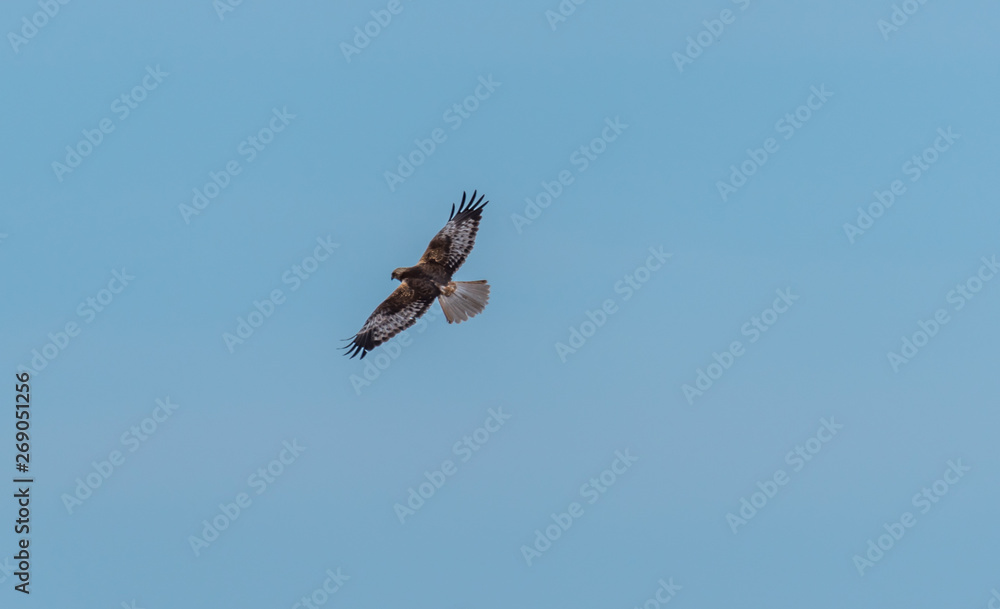 Western Marsh Harrier Flying in a Clear Blue Sky Western Marsh Harrier Flying in a Clear Blue Sky